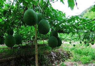 吊瓜是怎么吃,探索吊瓜的美味之旅