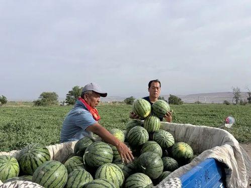 合肥瑶海区吃瓜,解锁合肥夏日清凉新体验