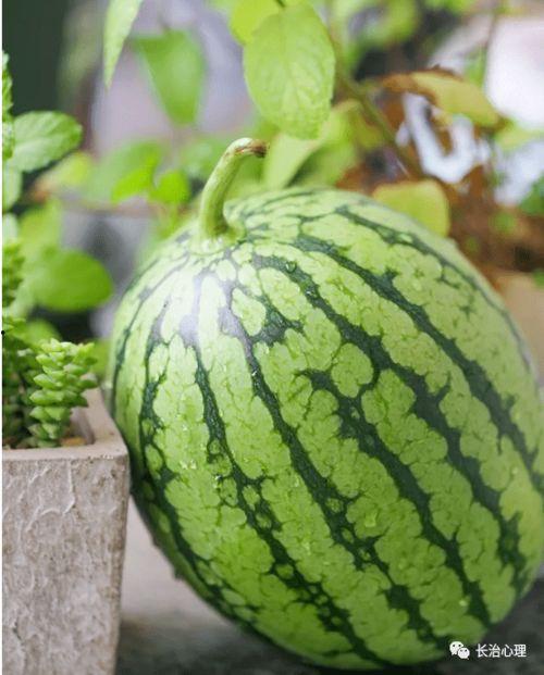 职场吃瓜现象分析