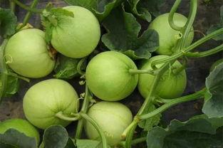 有瓜吃瓜什么意思,揭秘“有瓜吃瓜”的趣味内涵