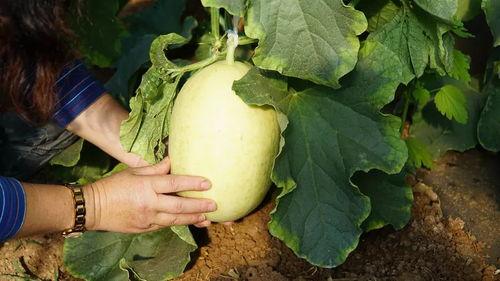 带你吃瓜诗,揭秘娱乐圈的甜蜜与苦涩