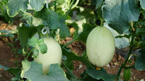 带你吃瓜诗,揭秘娱乐圈的甜蜜与苦涩