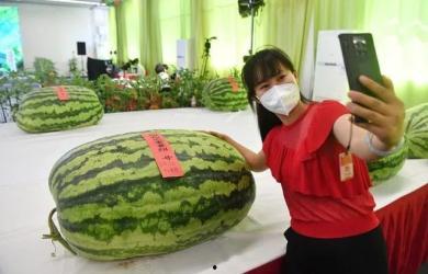 上海的吃瓜群众,吃瓜群众的美食盛宴掠影