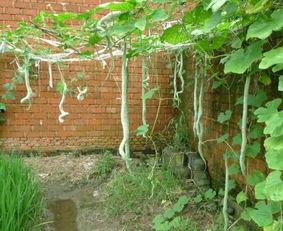 蛇瓜怎么吃瓜的图片,图解如何轻松享用这道独特佳肴