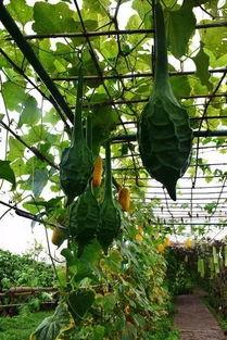 盛滨花园吃瓜,一场吃瓜盛宴背后的社区风云