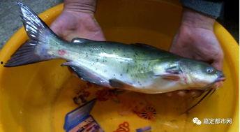 吃瓜用鱼,一场别开生面的“吃瓜”盛宴