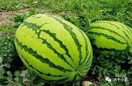 西瓜只吃石头瓜,揭秘西瓜中的神秘果实