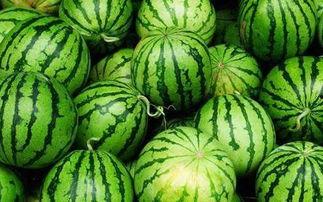 西瓜只吃石头瓜,揭秘西瓜中的神秘果实