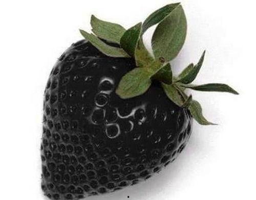 黑色玫瑰吃瓜薄荷