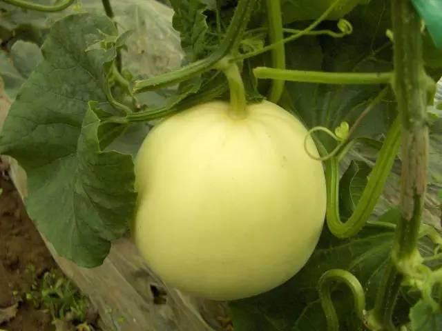 小宝宝吃瓜小瓜,小宝宝快乐吃瓜小瓜记