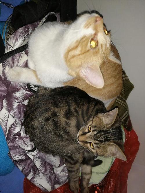 吃瓜猫阳台,揭秘猫咪的悠闲生活