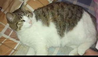 吃瓜猫阳台,揭秘猫咪的悠闲生活