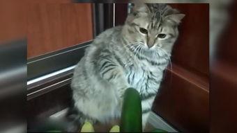 吃瓜猫阳台,揭秘猫咪的悠闲生活