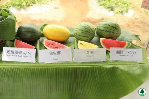 周五吃瓜合集,盘点本周热门事件与幕后真相