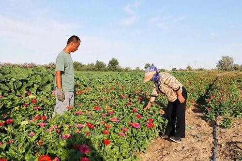阿勒泰 吃瓜,瓜果飘香，尽享夏日清凉
