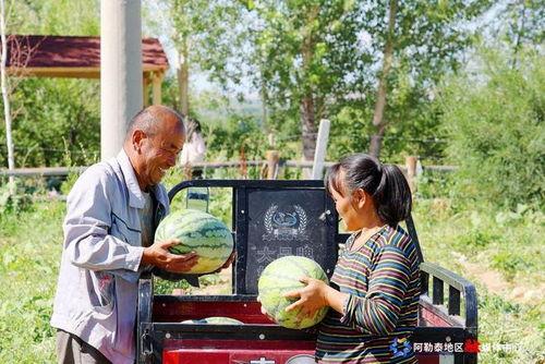 阿勒泰 吃瓜,瓜果飘香，尽享夏日清凉