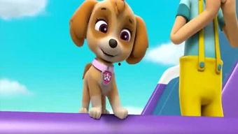 娱乐吃瓜君汪汪