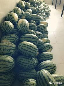 吃瓜职员,职场中的“瓜田”观察记