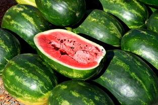 吃瓜投食,吃瓜投食，带你领略明星幕后故事