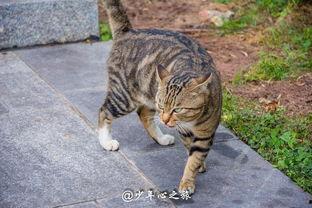 猫咪吃聪明瓜,聪明瓜，开启智慧生活之旅