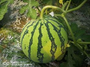 吃瓜群众想吃大瓜,吃瓜群众翘首以盼的大瓜即将揭晓！