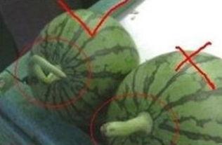 吃瓜的季节怎样挑熟瓜,夏季挑熟瓜攻略