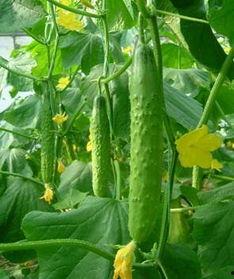 十四中吃瓜,一场校园吃瓜大事件的背后真相