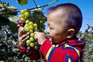 jp娃吃瓜,揭秘娱乐圈背后的那些事儿