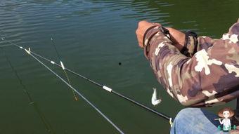 带你吃瓜钓鱼视频下载