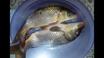 带你吃瓜钓鱼视频下载