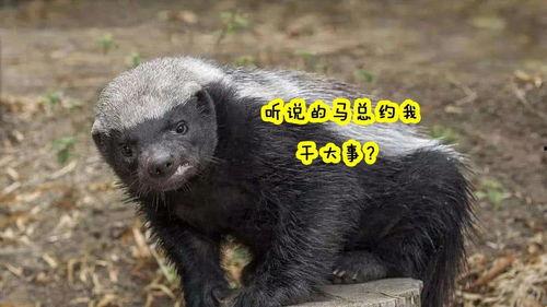 吃瓜神器平头哥,吃瓜神器背后的科技魅力