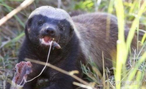 吃瓜神器平头哥,吃瓜神器背后的科技魅力