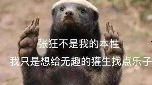 吃瓜神器平头哥,吃瓜神器背后的科技魅力