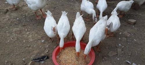 吃瓜鹅群,揭秘娱乐圈背后的八卦风云