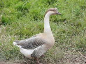 吃瓜鹅群,揭秘娱乐圈背后的八卦风云