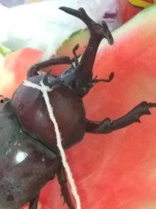 甲虫吃瓜,揭秘昆虫世界中的奇妙食性