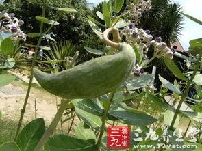 吃牛角瓜注意什么,食用牛角瓜需知的注意事项