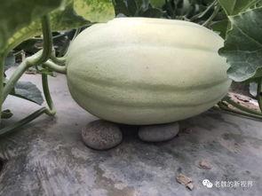 满地找瓜吃,尽享丰收喜悦