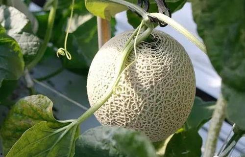 吃瓜变帅,揭秘美食与颜值的秘密