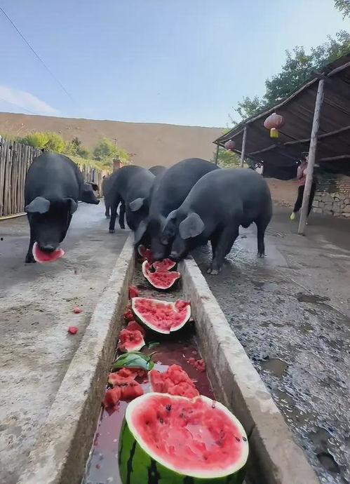 猪都在吃瓜