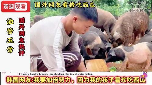 猪都在吃瓜