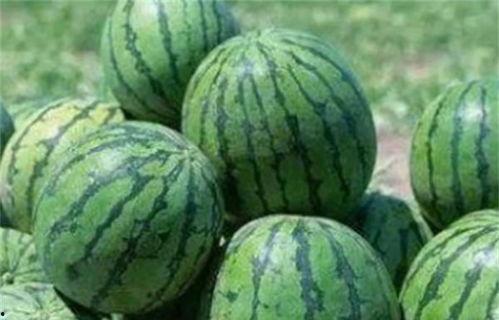 乾龙路边吃瓜,揭秘街头美食背后的故事