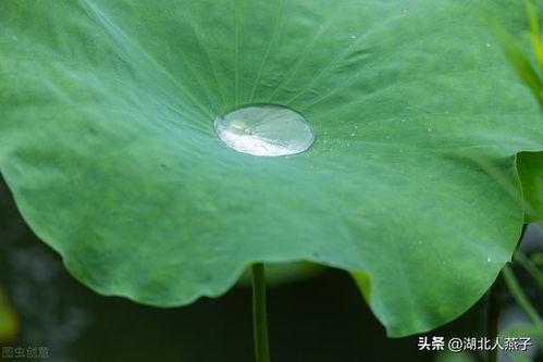 吃瓜叶的文案,揭秘吃瓜叶的独特风味与营养价值
