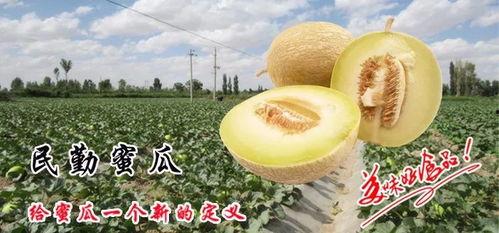 吃民勤蜜瓜,甘甜如蜜，尽享夏日清新口感