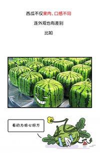 吃瓜中国历史,吃瓜群众视角下的中国历史风云录