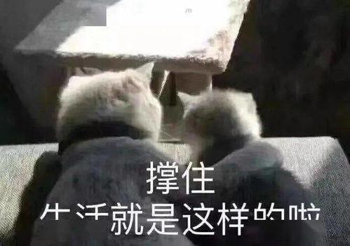 吃葫芦瓜搞笑文案,笑料横生的美食奇遇记